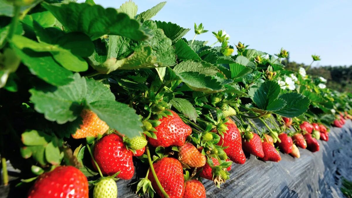 Клубничное поле фото 14 Strawberry Varieties: Different Types of Strawberry Plants - 2024 - MasterCla