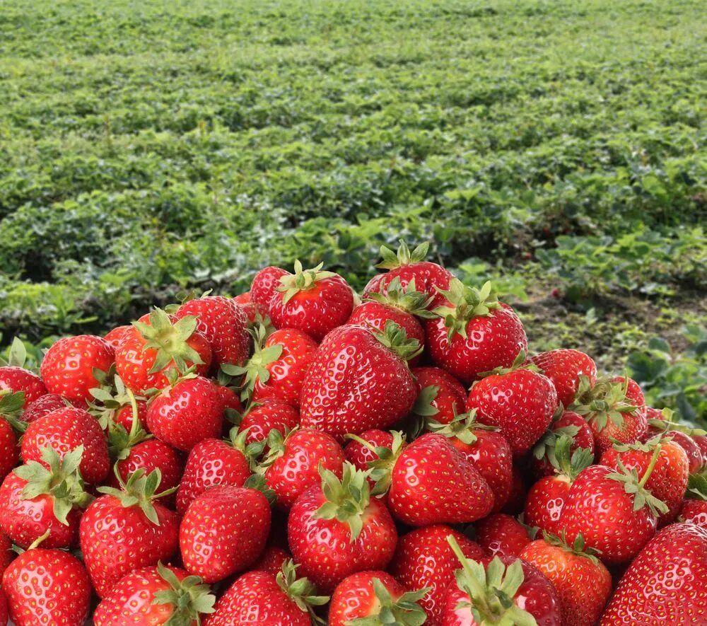 Клубничное поле фото Wrap up your romantic trip with strawberries. Located between Lake Beratan and L