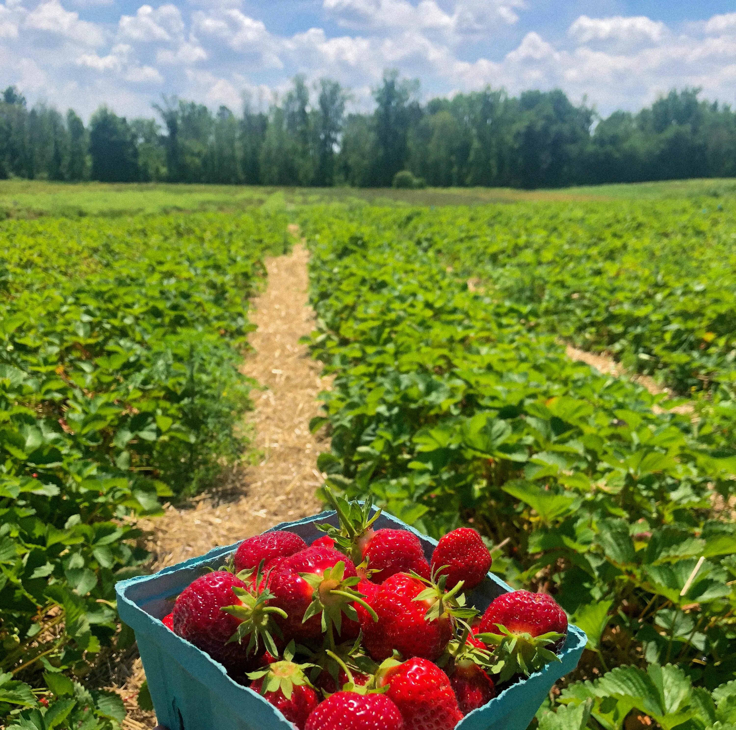Клубничное поле фото This item is unavailable Etsy Strawberry farm, Strawberry picking photography, G