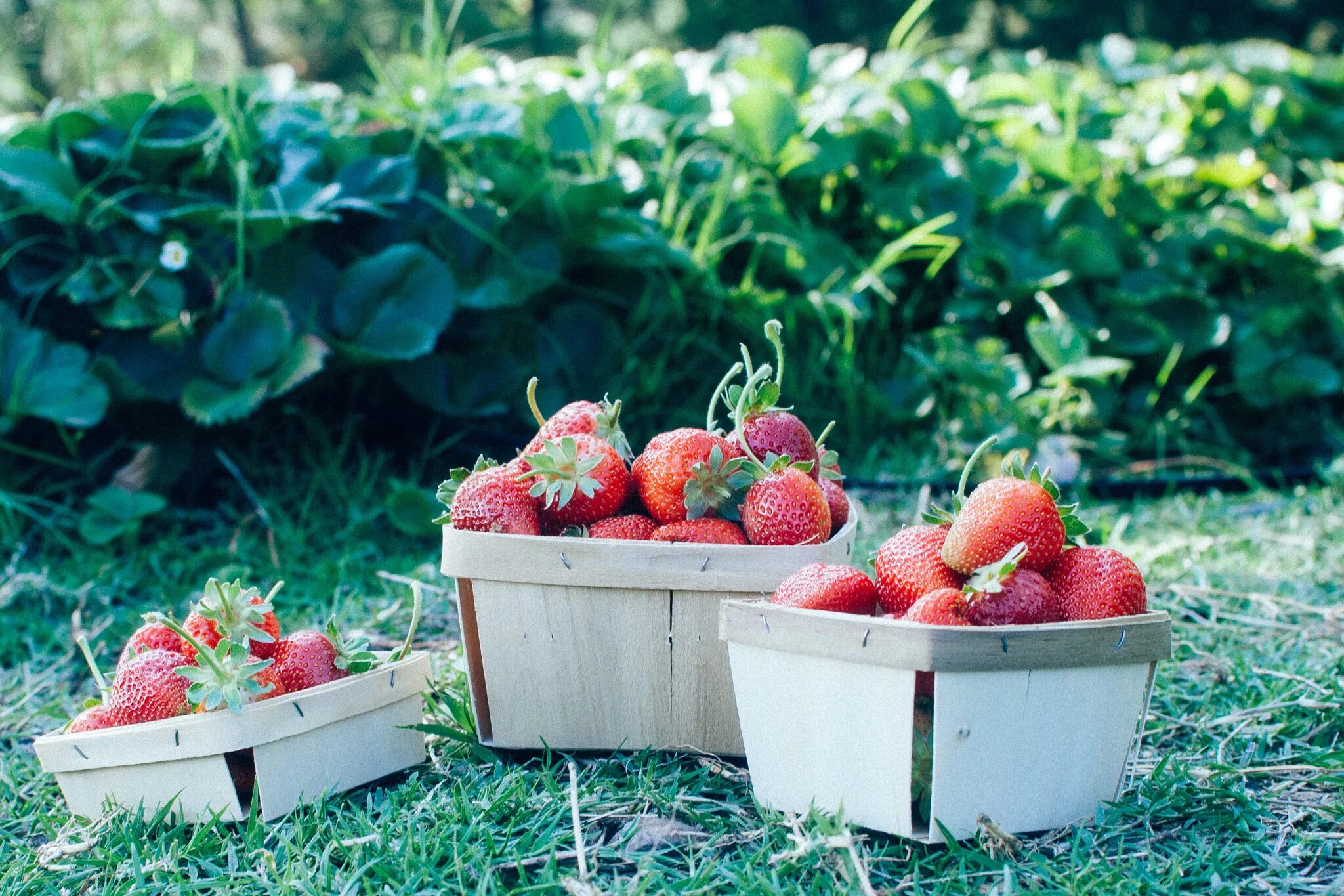 Клубничное поле фото Go strawberry picking at one of these farms around LA