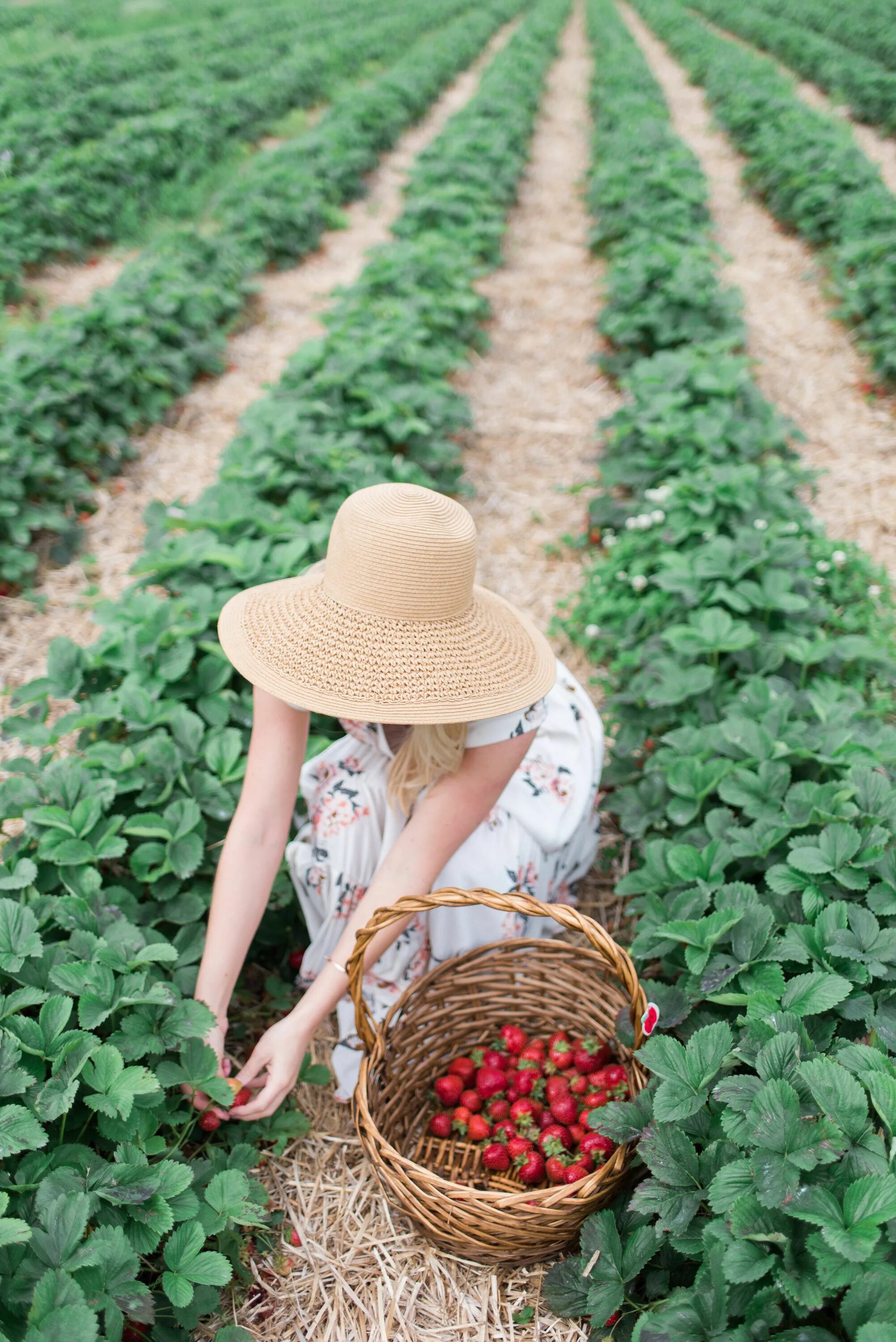 Клубничное поле фото Strawberry Orchard - Anna Elizabeth Farm lifestyle, Strawberry farm, Strawberry 