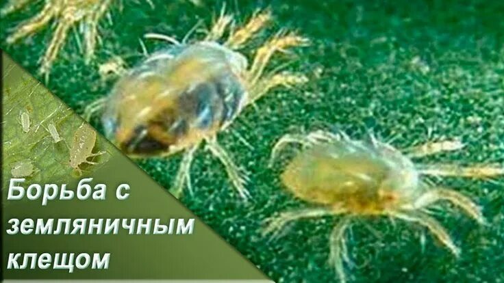 Клубничный клещ фото Земляничный клещ / strawberry mite control Клубничный сад, Советы для огорода, М