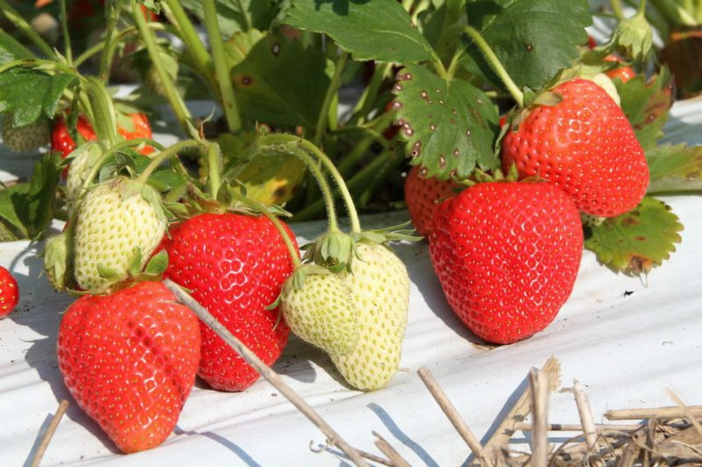 Клубника альба фото Альба клубника: описание сорта и особенности выращивания Strawberry, Food, Fruit