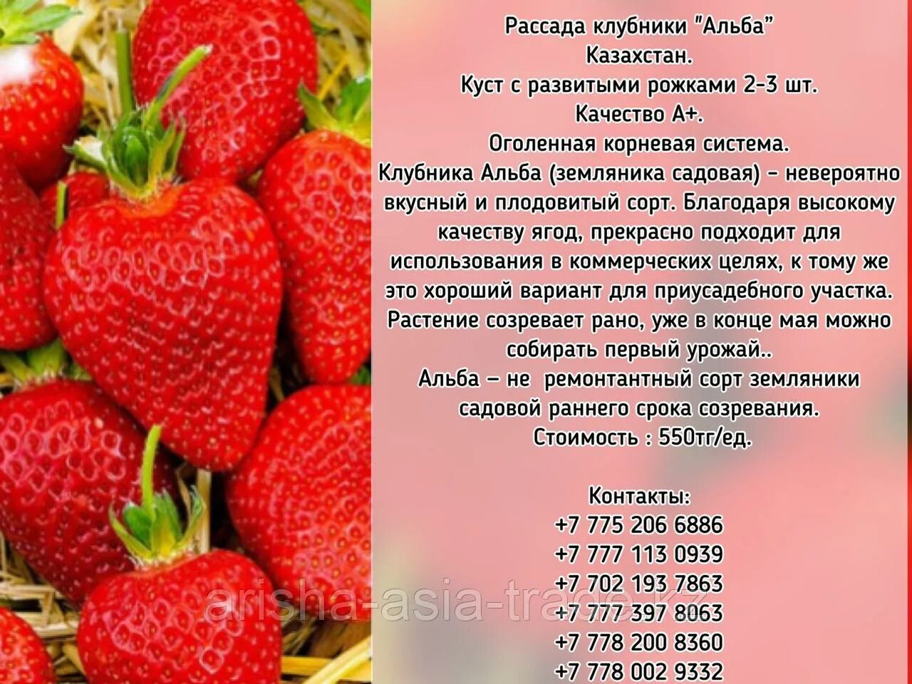 Клубника альба фото и описание Рассада клубника "Альба" Казахстан: продажа, цена в Есике. Семена, саженцы и рас