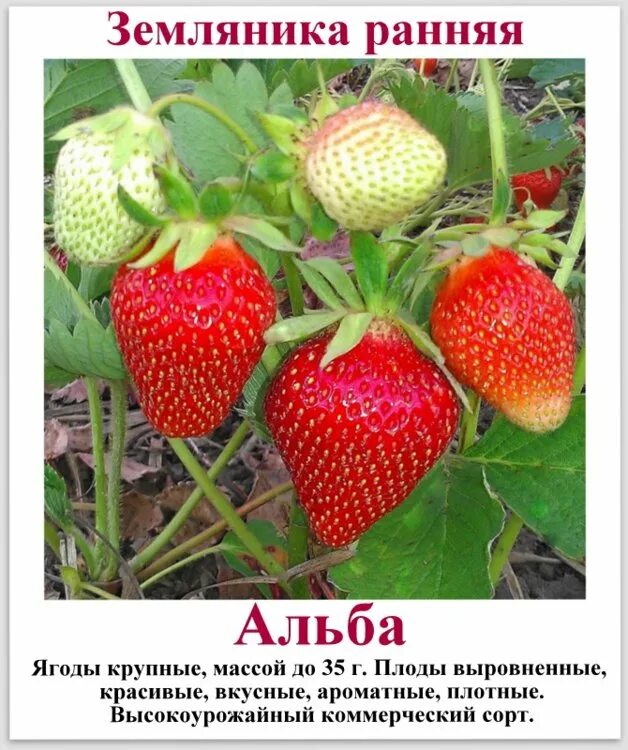 Клубника альба описание фото отзывы садоводов Клубника Клери: описание и характеристики сорта, посадка и уход, отзывы с фото