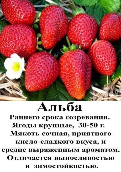 Клубника альба описание фото отзывы садоводов Неактивно