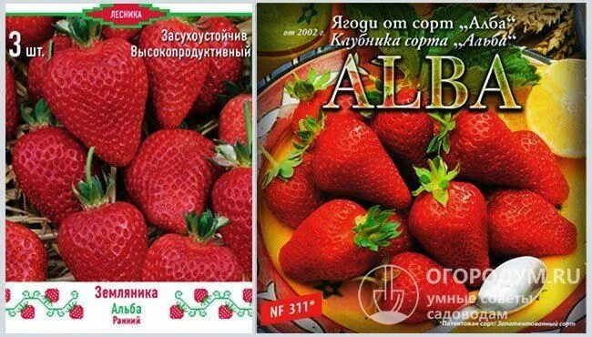 Клубника альба описание фото отзывы садоводов Земляника садовая Альба НФ 311