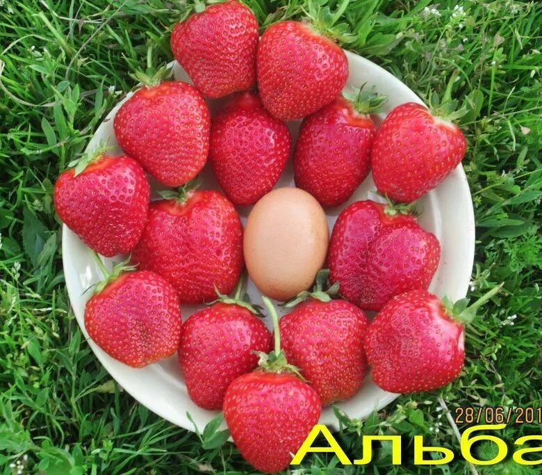 Клубника альба описание сорта фото отзывы Рассада клубники Альба - купить в Жуковском, цена 70 руб., продано 10 августа 20