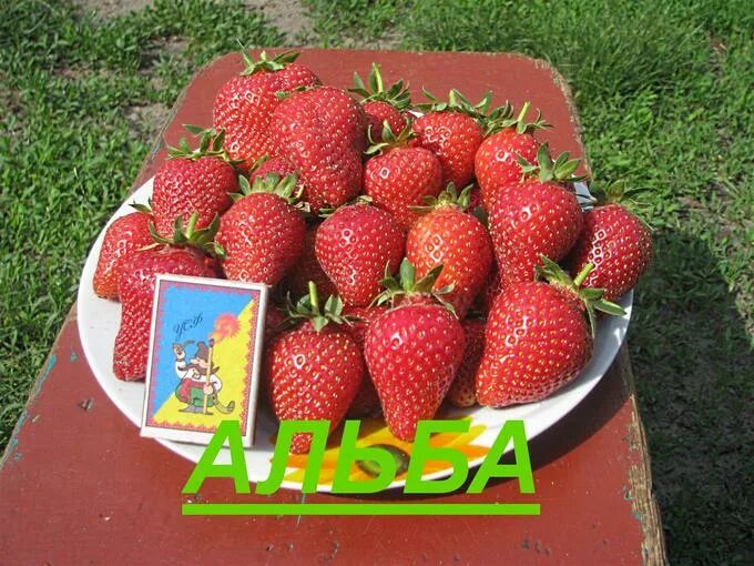 Клубника альба описание сорта фото отзывы земляника в Хабаровске клубника остатки в стаканах. Товары для сада и огорода