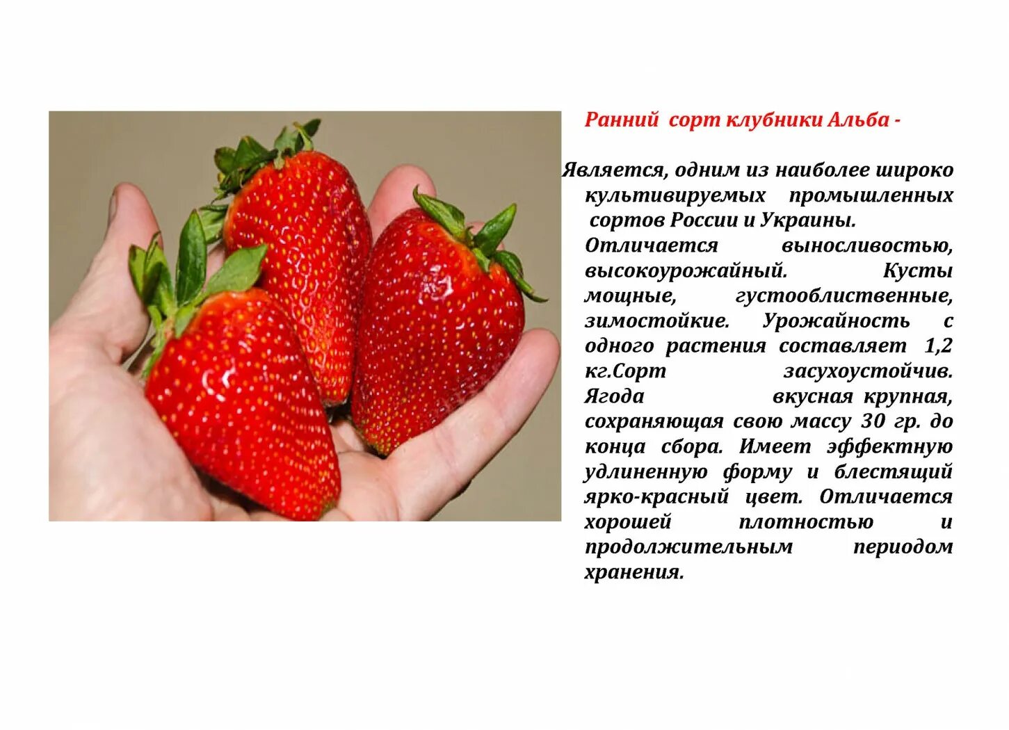 Клубника альба описание сорта фото отзывы Клубника описание сорта отзывы - CormanStroy.ru