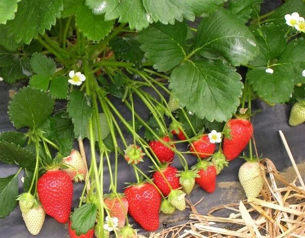 Клубника альба описание сорта фото отзывы Клубника Альба1уп.=5шт.=200р.Куст мощный, в высоту достигает 35 см. Фотография и