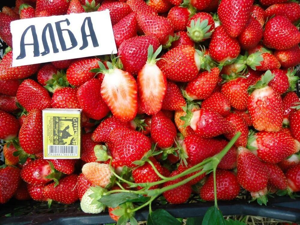 Клубника альба описание сорта фото отзывы Купить рассаду клубники Альба за 290 руб. в интернет магазине Клубничная полянка