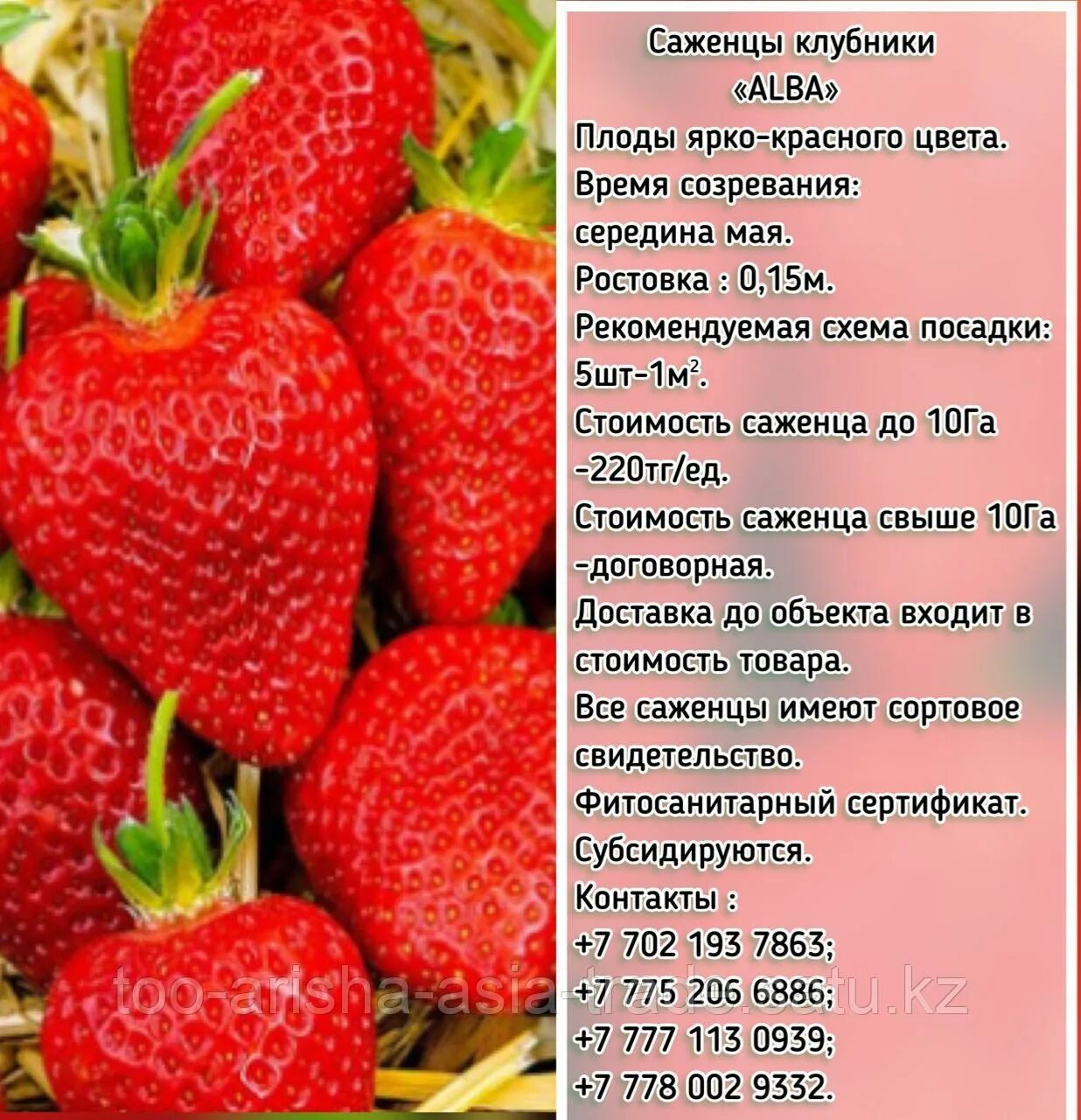 Клубника альба описание сорта фото отзывы Схема посадки клубники альба