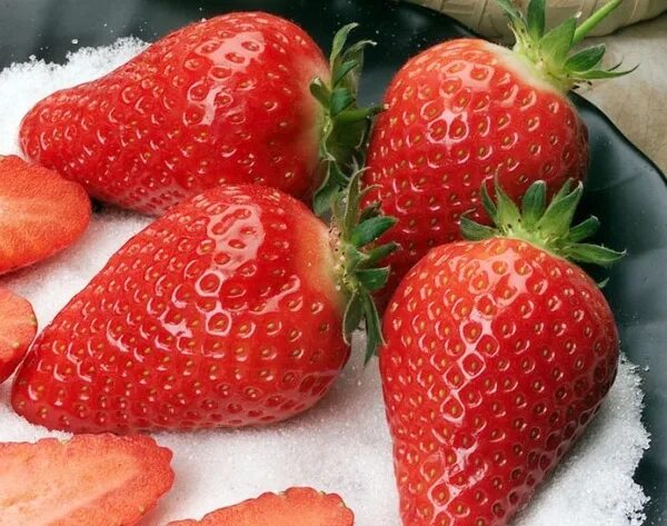 Клубника альба описание сорта фото отзывы Земляника садовая Альба - купить с доставкой по выгодным ценам в интернет-магази