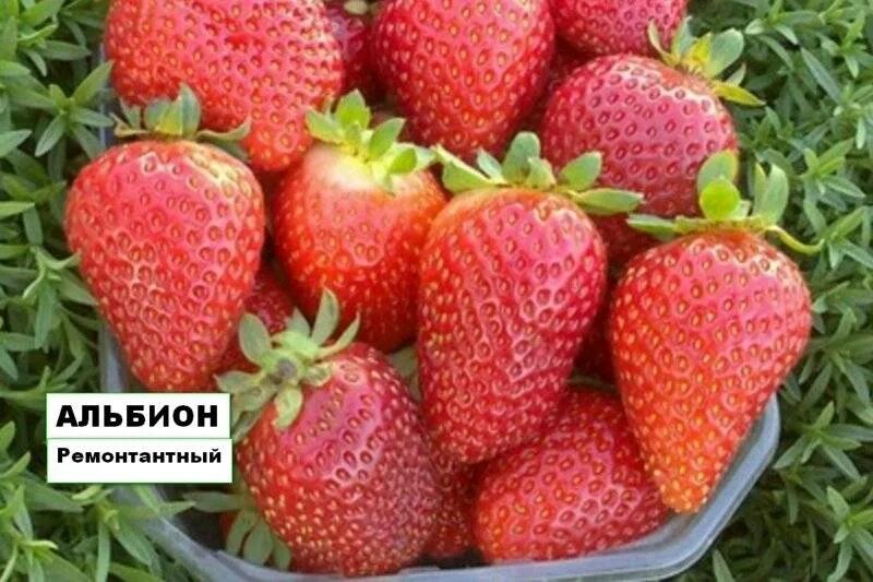 Клубника альбион фото и описание Клубника альбион отзывы - CormanStroy.ru