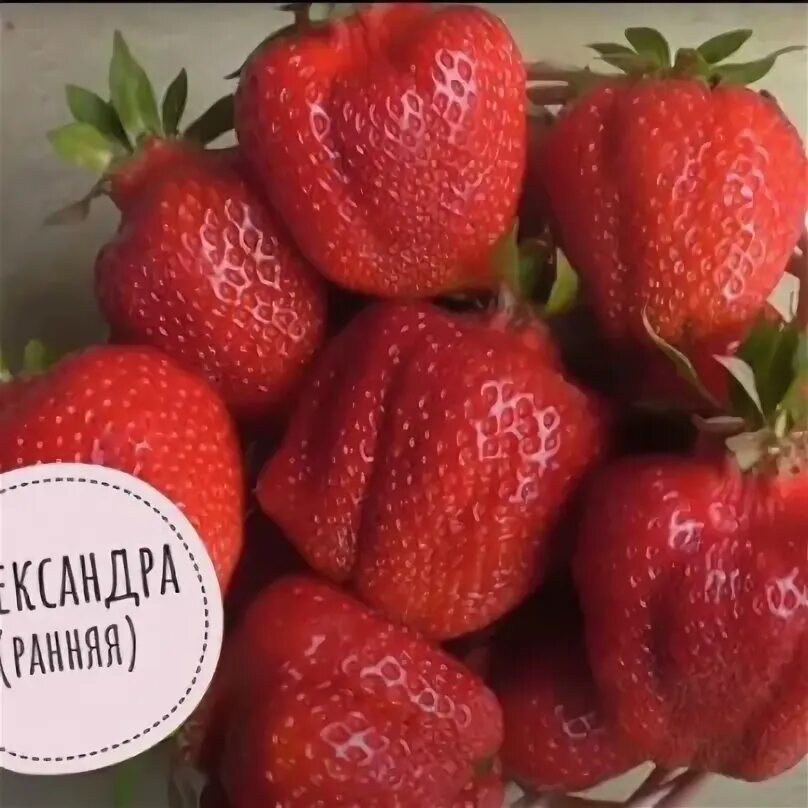 Клубника александра описание сорта фото отзывы Земляника - клубника. Иркутск - Байкальск. Группа на OK.ru Вступай, читай, общай