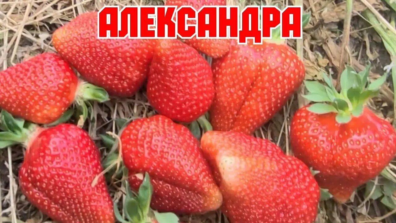 Клубника александра описание сорта фото отзывы Клубника АЛЕКСАНДРА, новика КСД! - YouTube