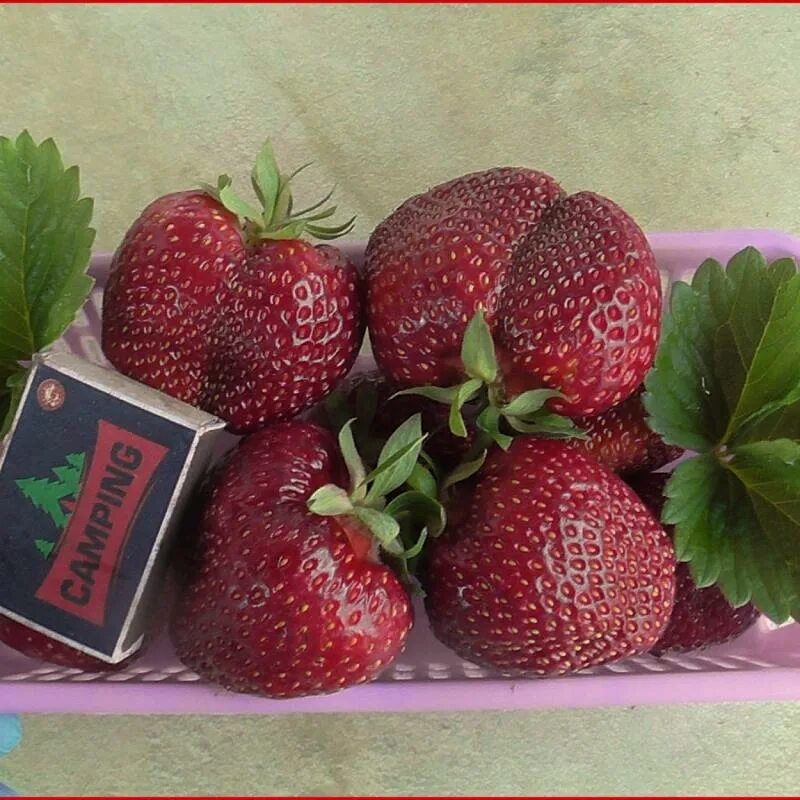 Клубника александра описание сорта фото отзывы КЛУБНИКА eco-berries.ru