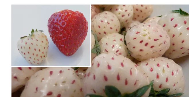 Клубника ананасная фото Кто и как вывел белую клубнику со вкусом ананаса?