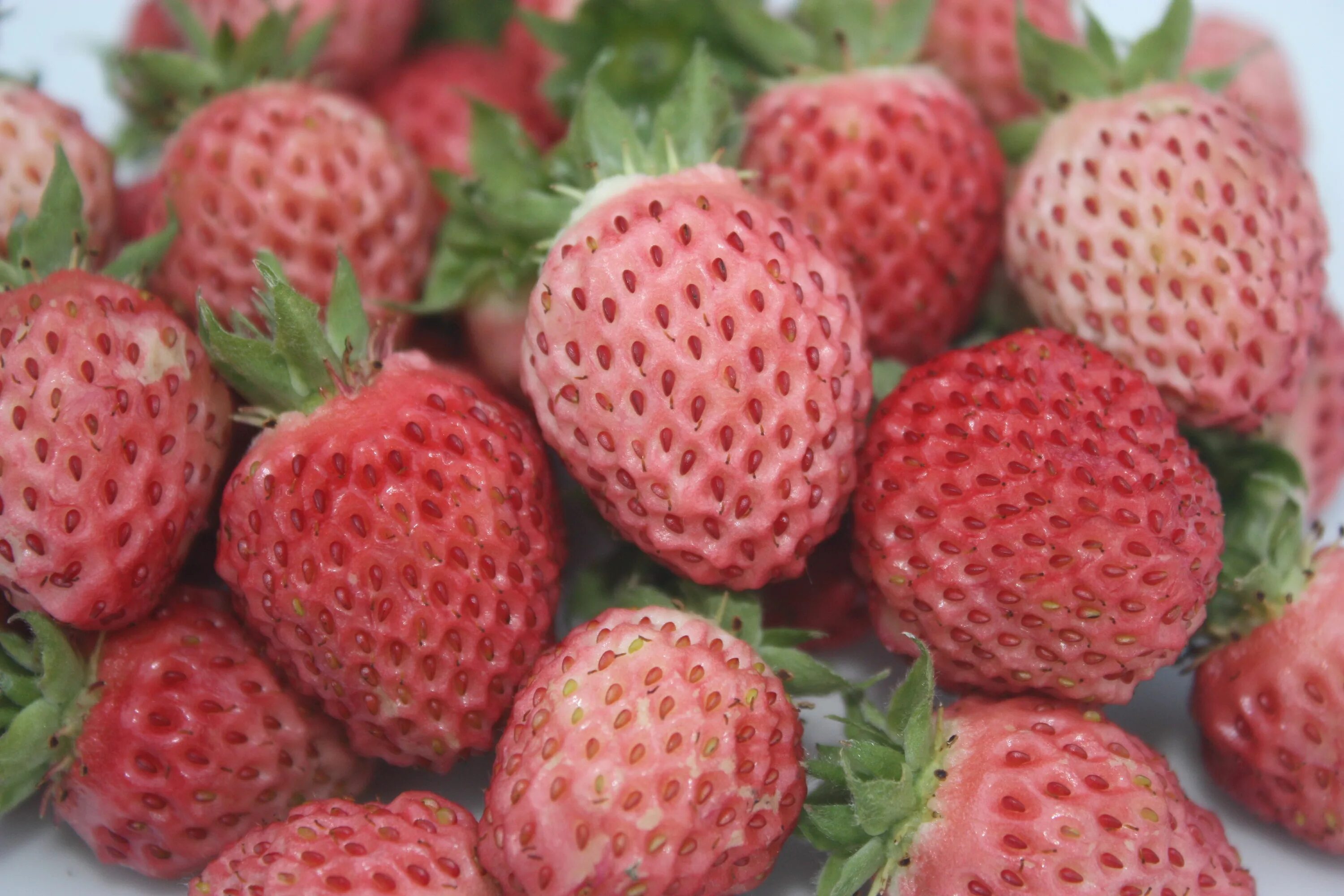 Клубника ананасная фото отзывы #BeekersBerries Bubbleberry - aardbei met unieke smaak en meest fantastische aro
