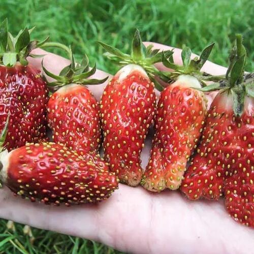 Клубника ананасная фото отзывы Клубника Ананасная 5 шт. в упаковке: купить рассаду в Москве - цена 400 руб. Дос