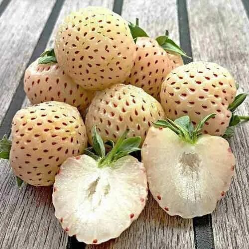 Клубника ананасная фото отзывы Клубни Земляника и клубника Фруктория купить по выгодной цене в интернет-магазин