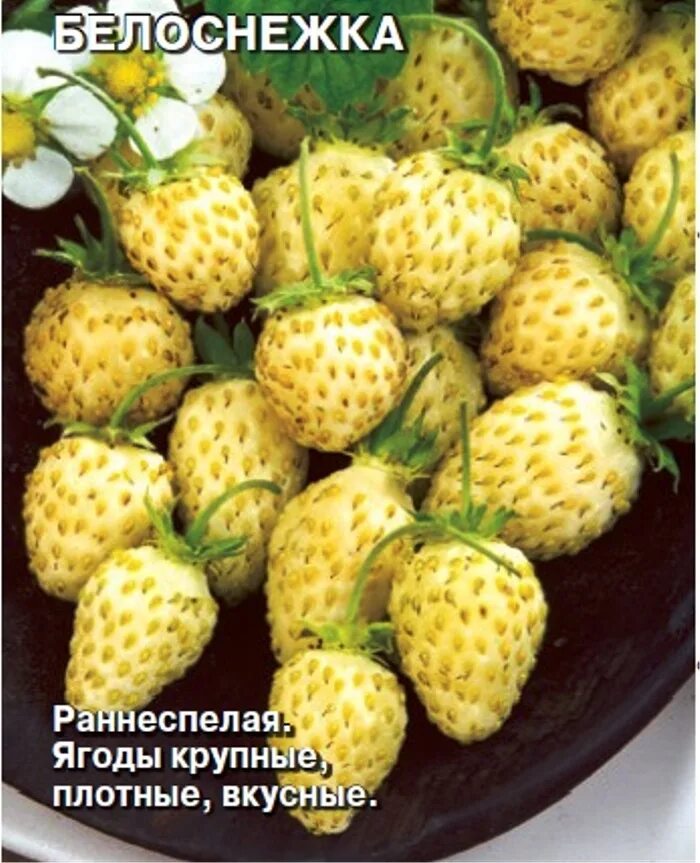 Клубника ананасная фото отзывы Семена Земляника Белоснежка: описание сорта, фото - купить с доставкой или почто
