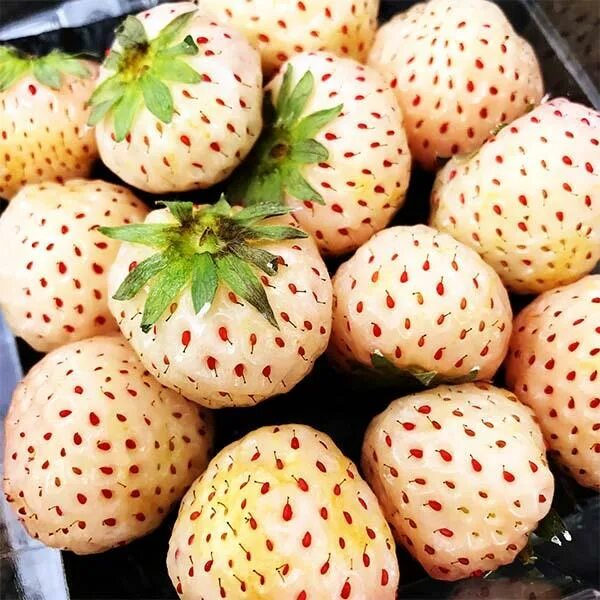 Клубника ананасная фото отзывы Земляника Ананасная купить саженцы в интернет магазине Сады-Эдема