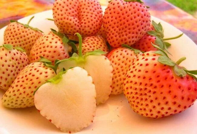 Клубника ананасная фото отзывы Купить саженцы клубники Ананасная - Клубничная королева