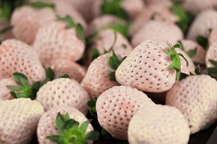 Клубника ананасная фото отзывы White Strawberries from Japan: Everything You Need to Know in 2024 White strawbe