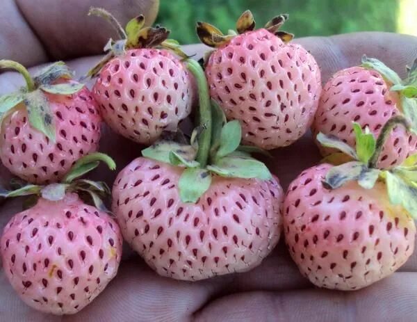 Клубника ананасная фото отзывы И через год я в этом убедился Dragon fruit, Food, Fruit