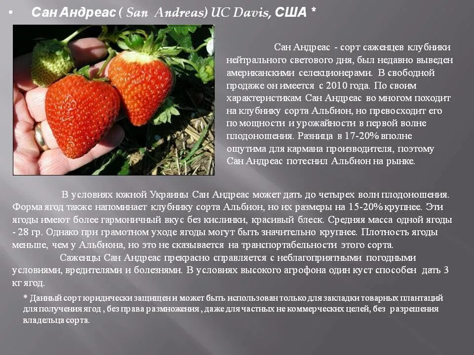 Клубника андреас описание сорта фото Клубника сандра описание сорта - CormanStroy.ru