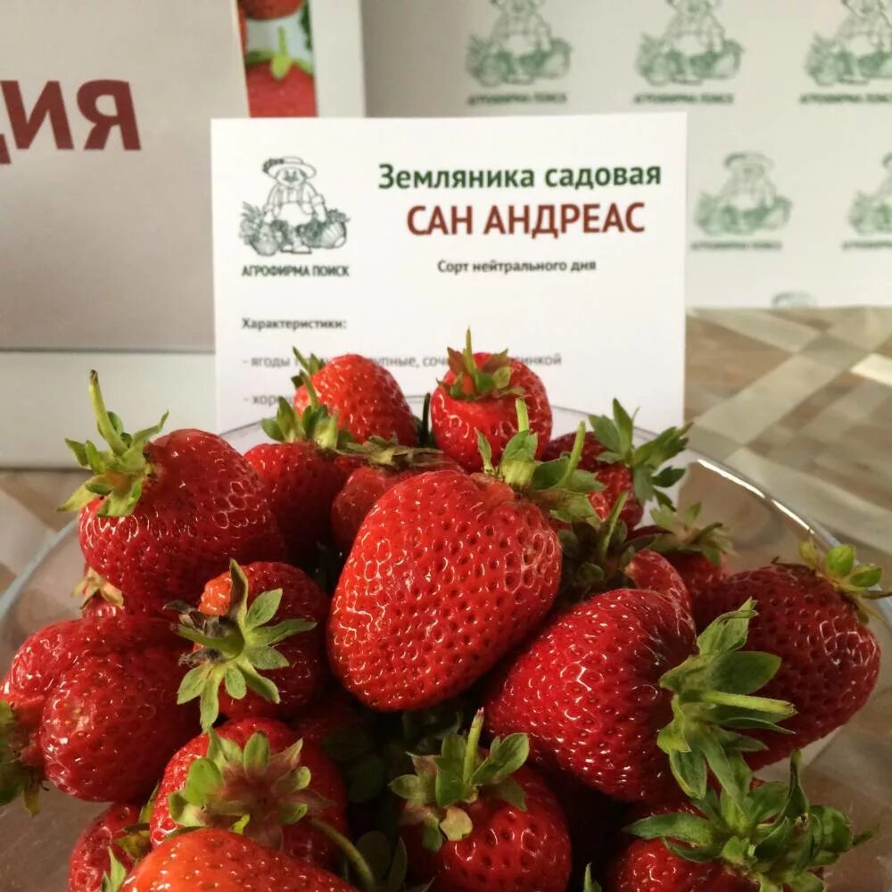 Клубника андреас описание сорта фото Земляника Сан Андреас . Ремонтантная ОСП