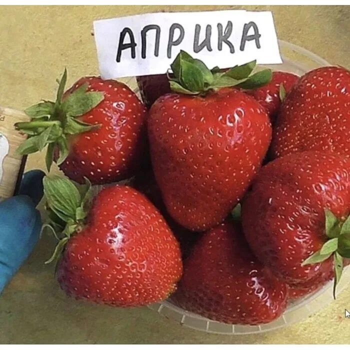 Клубника априка фото и описание Купить Саженец Фриго Клубника Априка Фотографии, цена, характеристики