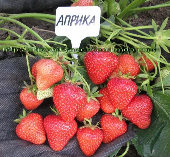 Клубника априка фото и описание Клубника Априка: описание и характеристики сорта садовой земляники, правила выра