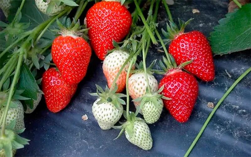 Клубника априка фото и описание Рассада клубники - купить саженцы садовой земляники из питомника в Москве с дост