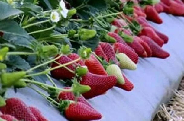 Клубника априка фото и описание Клубника Априка и Марисоль обсуждение Клубника24