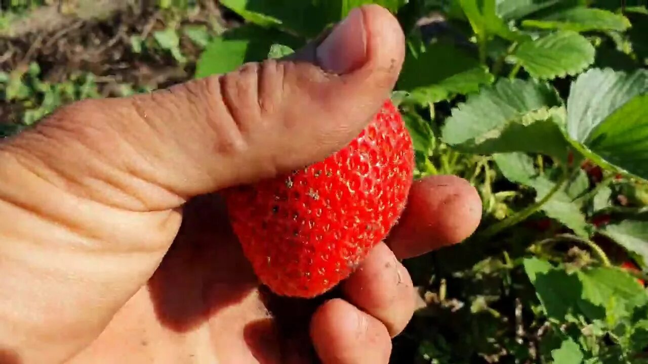 Клубника аргентера описание сорта фото отзывы Текла и Аргентера. Летние сорта клубники средне - позднего срока созревания. - Y