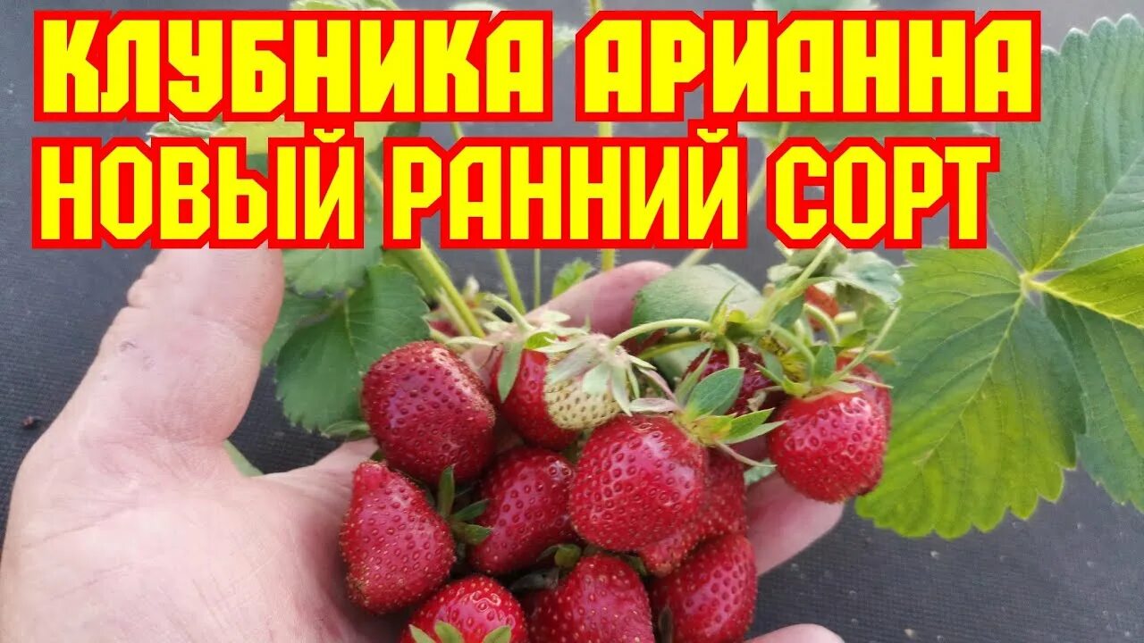 Клубника ариана описание сорта фото Клубника Арианна, новый ранний сорт 2020! - YouTube