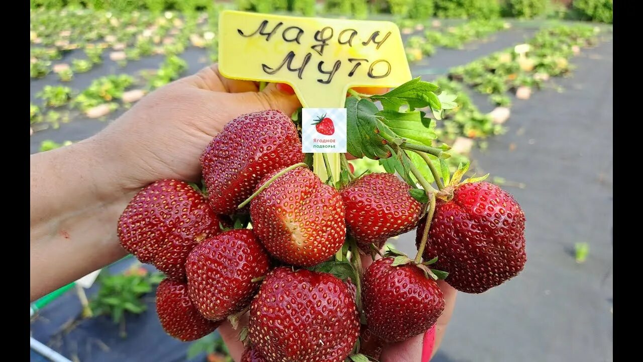 Клубника арома шоколад фото Мадам Муто-клубника, среднего срока созревания (Французский сорт) - YouTube