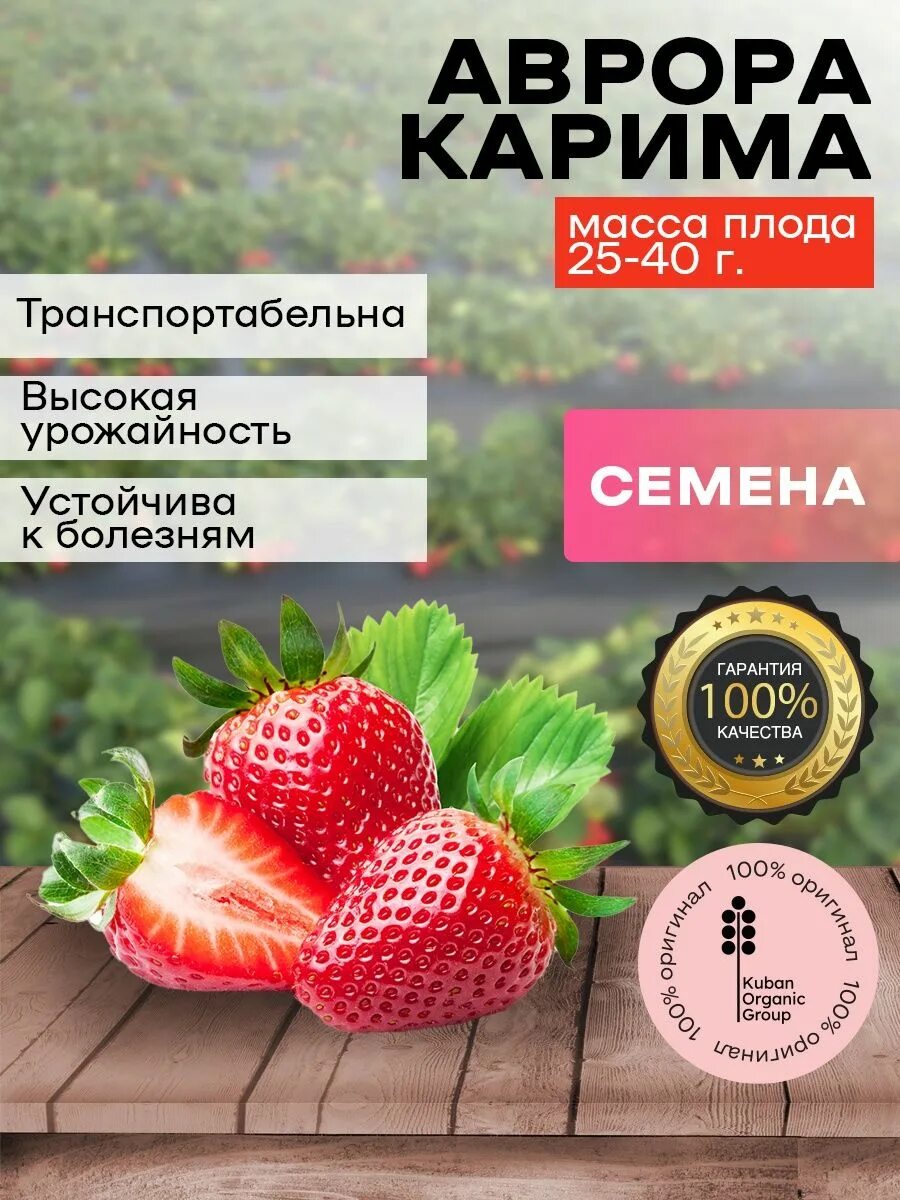 Клубника аврора карима описание сорта фото Семена клубники Аврора Карима посадочный материал Kuban Organic Group 149190534 