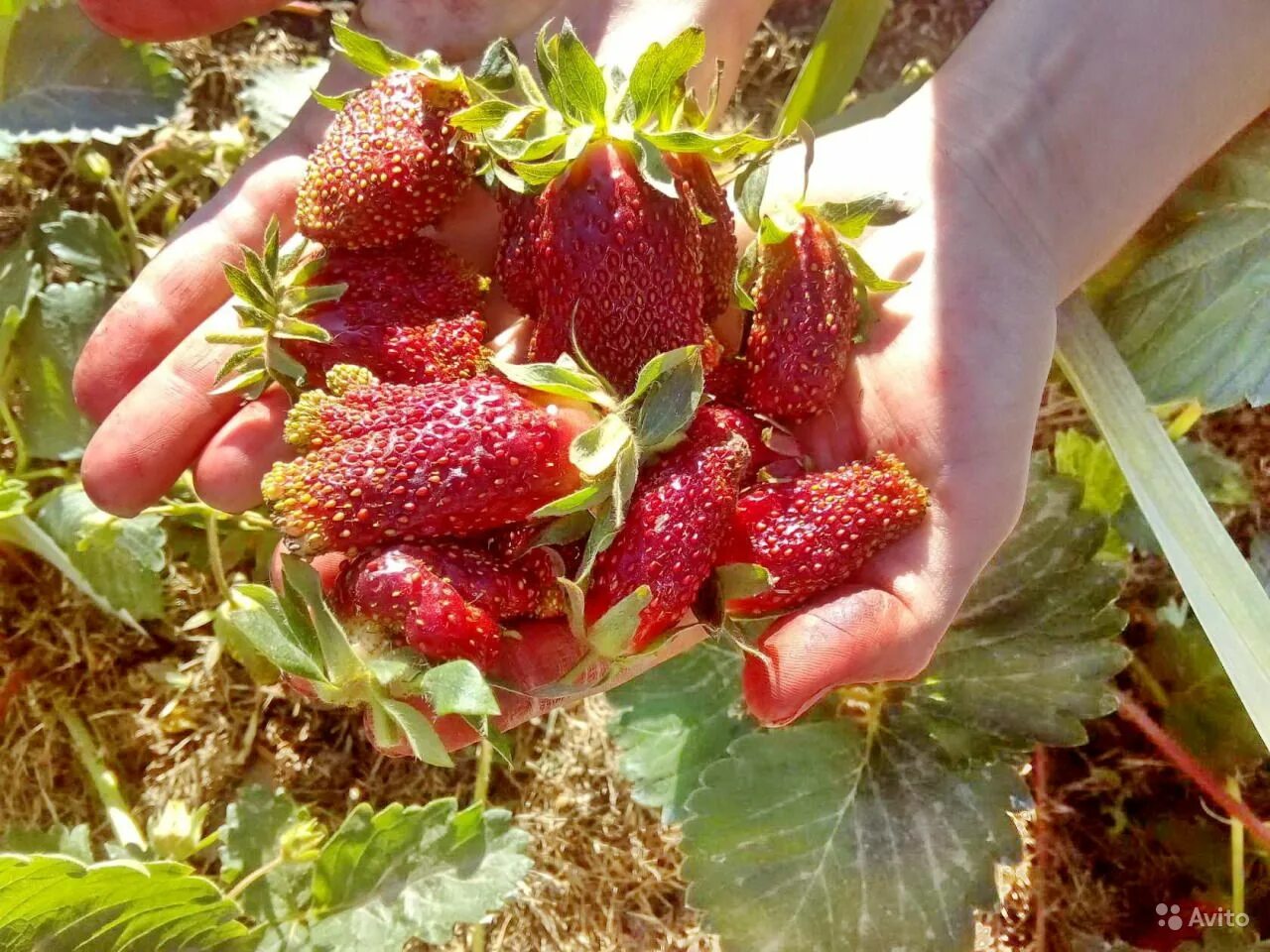 Клубника барыня описание сорта фото отзывы Сорт клубники купчиха отзывы фото: найдено 88 изображений