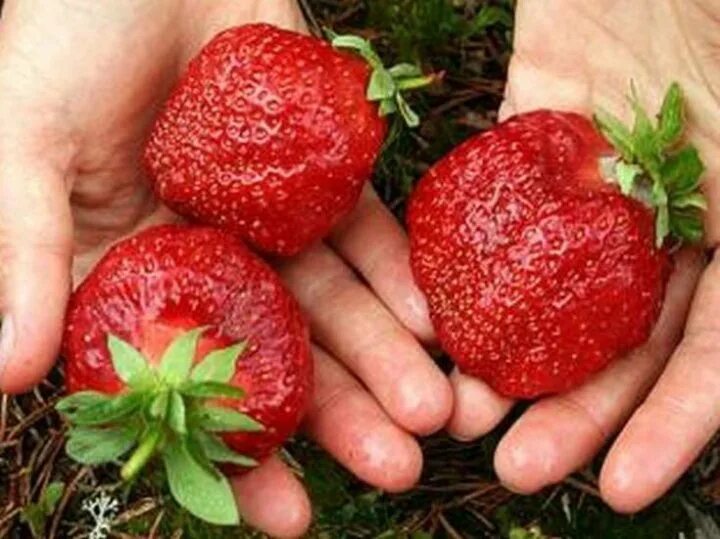 Клубника бычье сердце описание сорта фото Неактивно