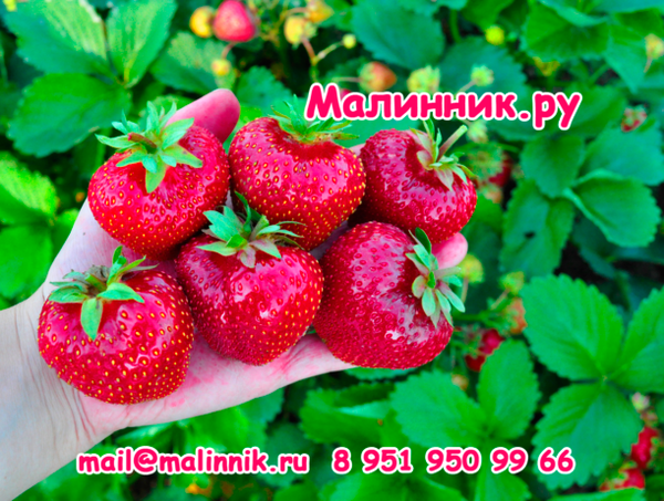 Клубника бычье сердце описание сорта фото Клубника "РОЗОВЫЙ ФЛАМИНГО"