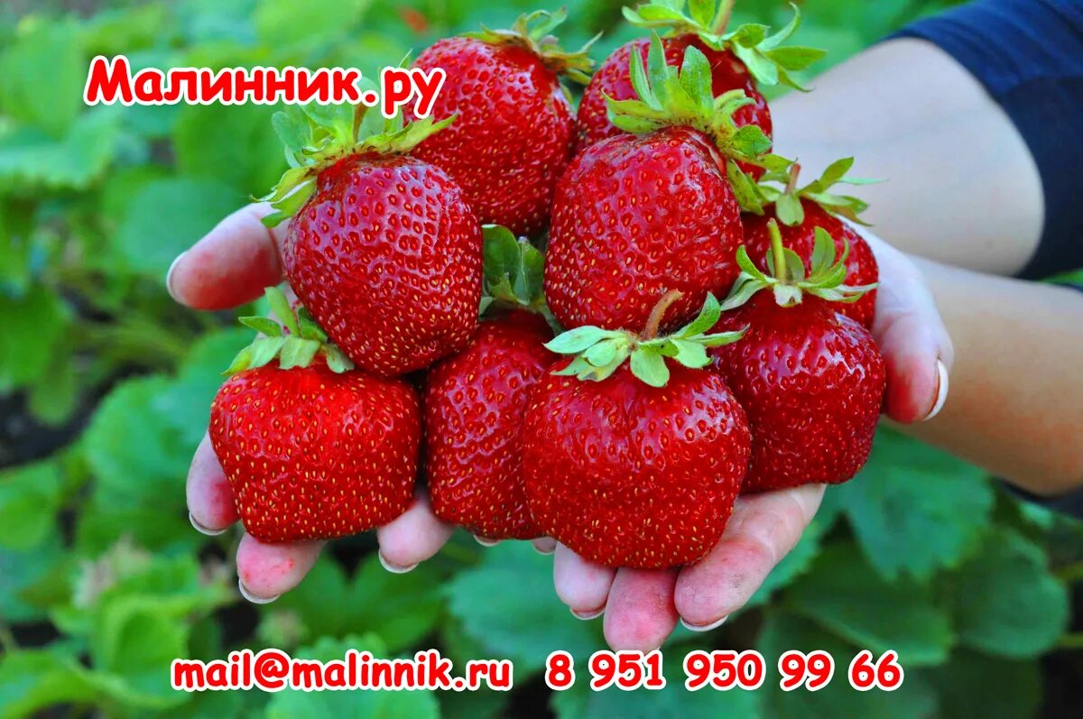 Клубника бычье сердце описание сорта фото семена земляники для дома (93) фото