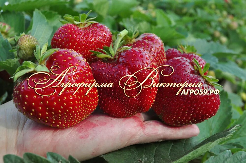 Клубника бычье сердце описание сорта фото Клубника бычье сердце описание сорта - MosRosa.ru