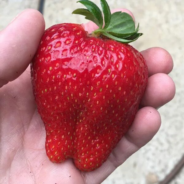 Клубника бычье сердце описание сорта фото Grow Amazing Strawberries Growing strawberries, Strawberry plants, Brown thumb