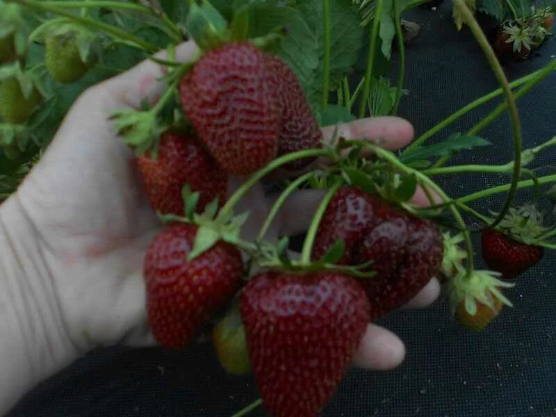 Клубника черный лебедь фото описание Саженцы клубники арома шоколад купить в Москве по цене от 100 рублей