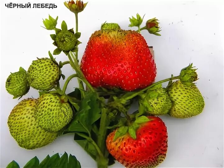 Клубника черный лебедь фото описание Клубника Чёрный Лебедь 2810 - Садовод Проскурина