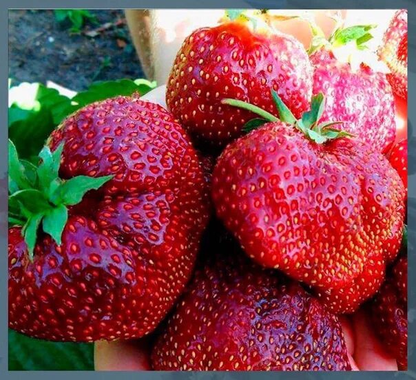 Клубника черный лебедь фото описание Клубника черный лебедь - найдено 88 картинок